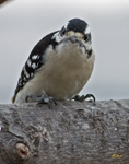 Downy Woodpecker